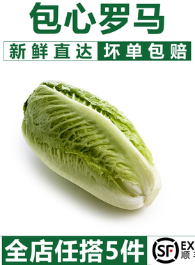 【千牛优福】包心罗马生菜500g 罗纹凯撒生菜 黄心罗马嫩罗马生菜