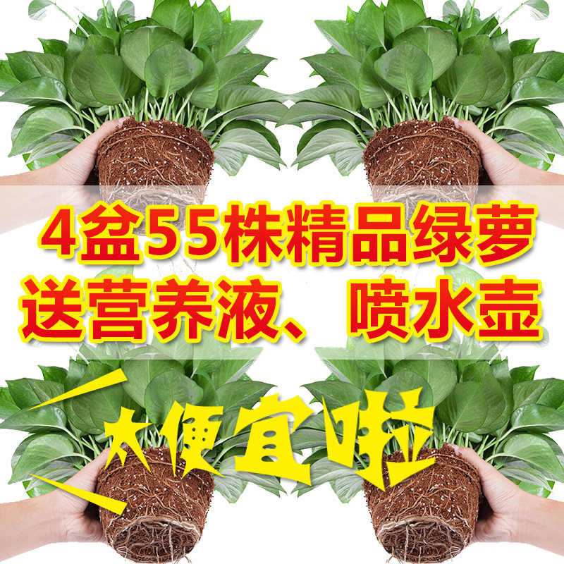 绿箩植物室内不带盆 价格 怎么样 图片