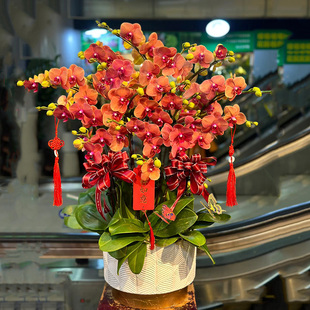 真花蝴蝶兰盆栽鲜花速递全国同城配送广州北京上海深圳杭州生日店