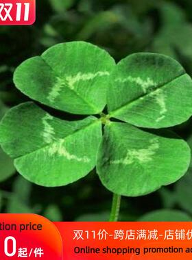 200 Seeds / Pack , Four Leaf Clover Seed Home Garden Decorat