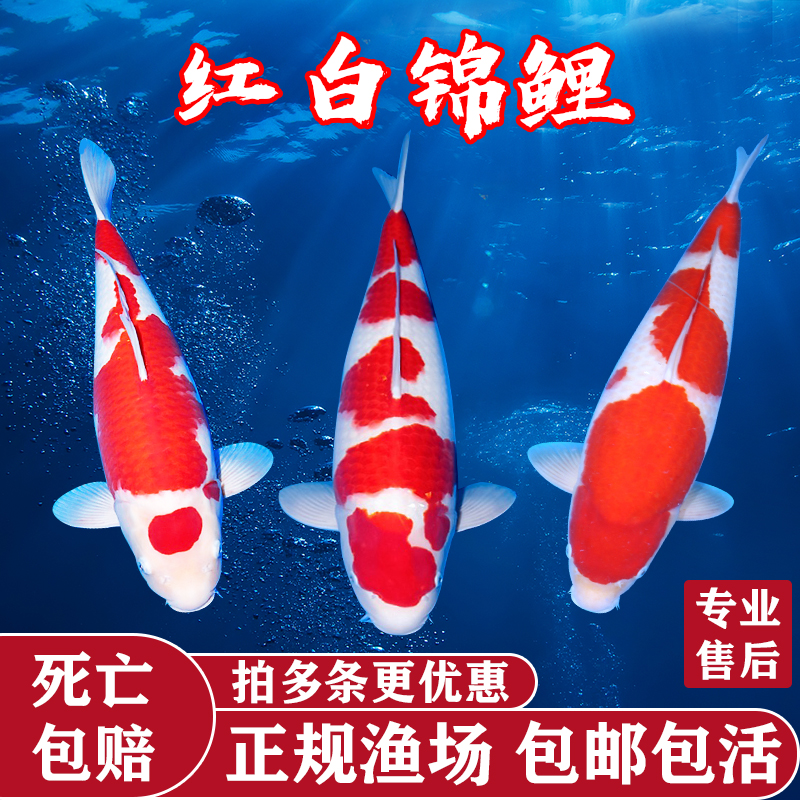 纯种锦鲤鱼活鱼精品红白三色丹顶小型观赏鱼好养耐活大型金鱼鱼苗
