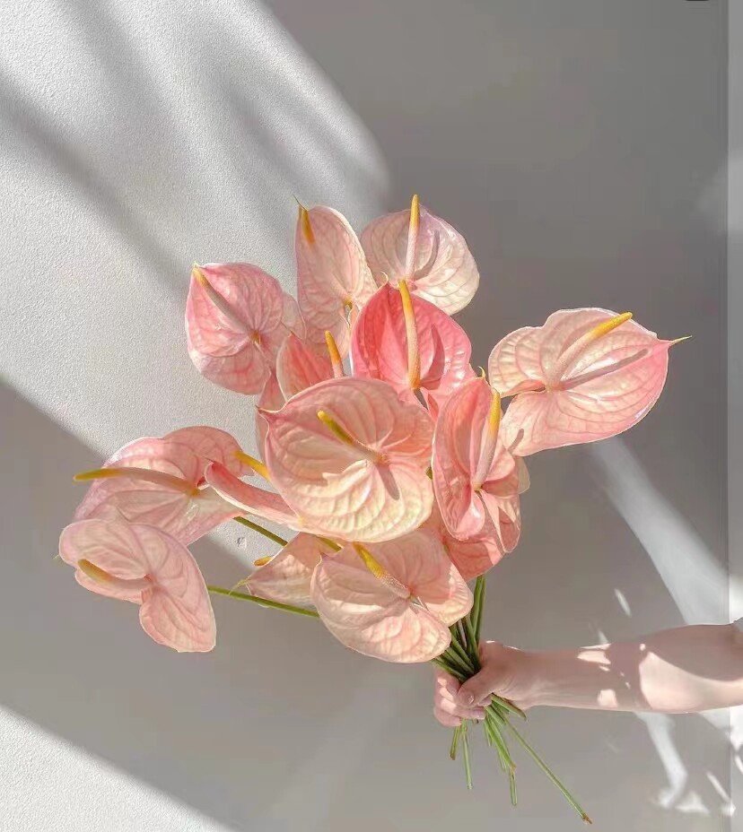 粉掌绿掌紫掌红掌鲜切水培花材水养鲜花家庭插花高端花艺婚礼艺术