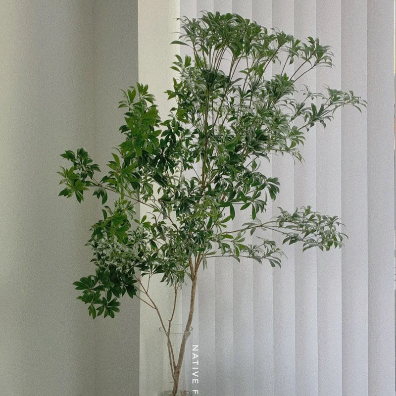 吊钟植物水养客厅马醉木日本枝条