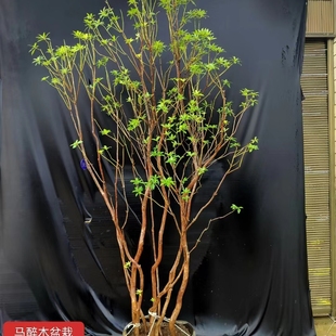 日本进口马醉木地栽马醉木真树马醉木树苗马醉木盆栽大苗土培带根