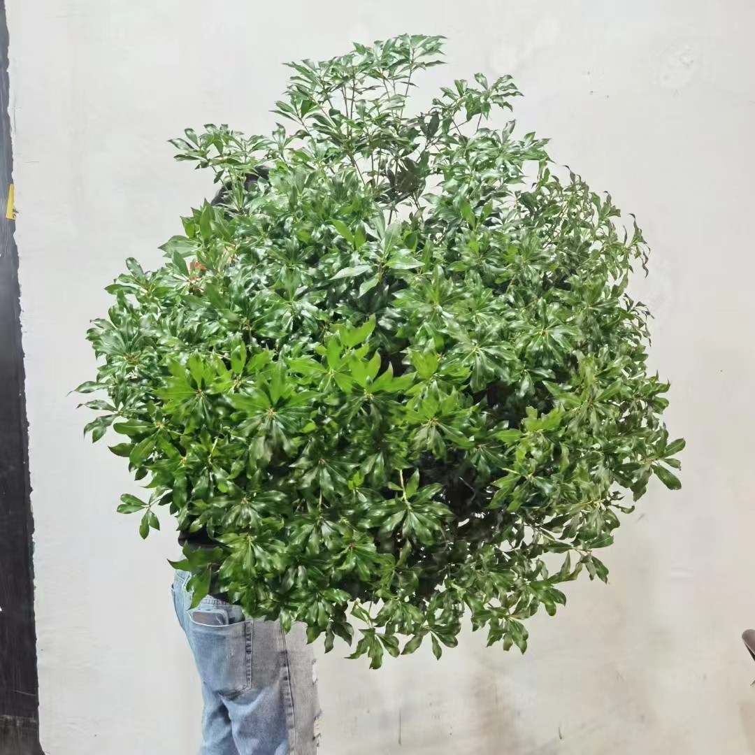 吊钟植物水养客厅吊钟花 植物 日本水培鲜切枝条日式马醉木进口树