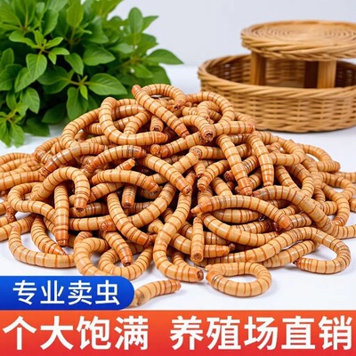 面包虫活虫黄粉虫活体鸡饲料乌龟仓鼠大麦虫画眉鸟食八哥幼虫钓鱼
