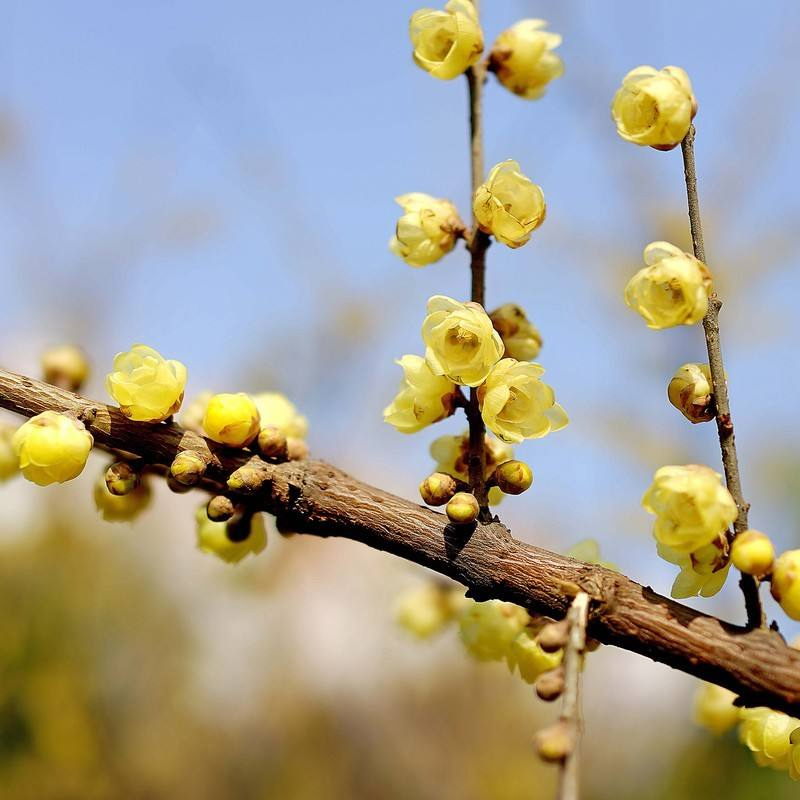 腊梅树丛生腊梅花苗庭院种植室外冬季开花浓香型素心腊梅花黄花