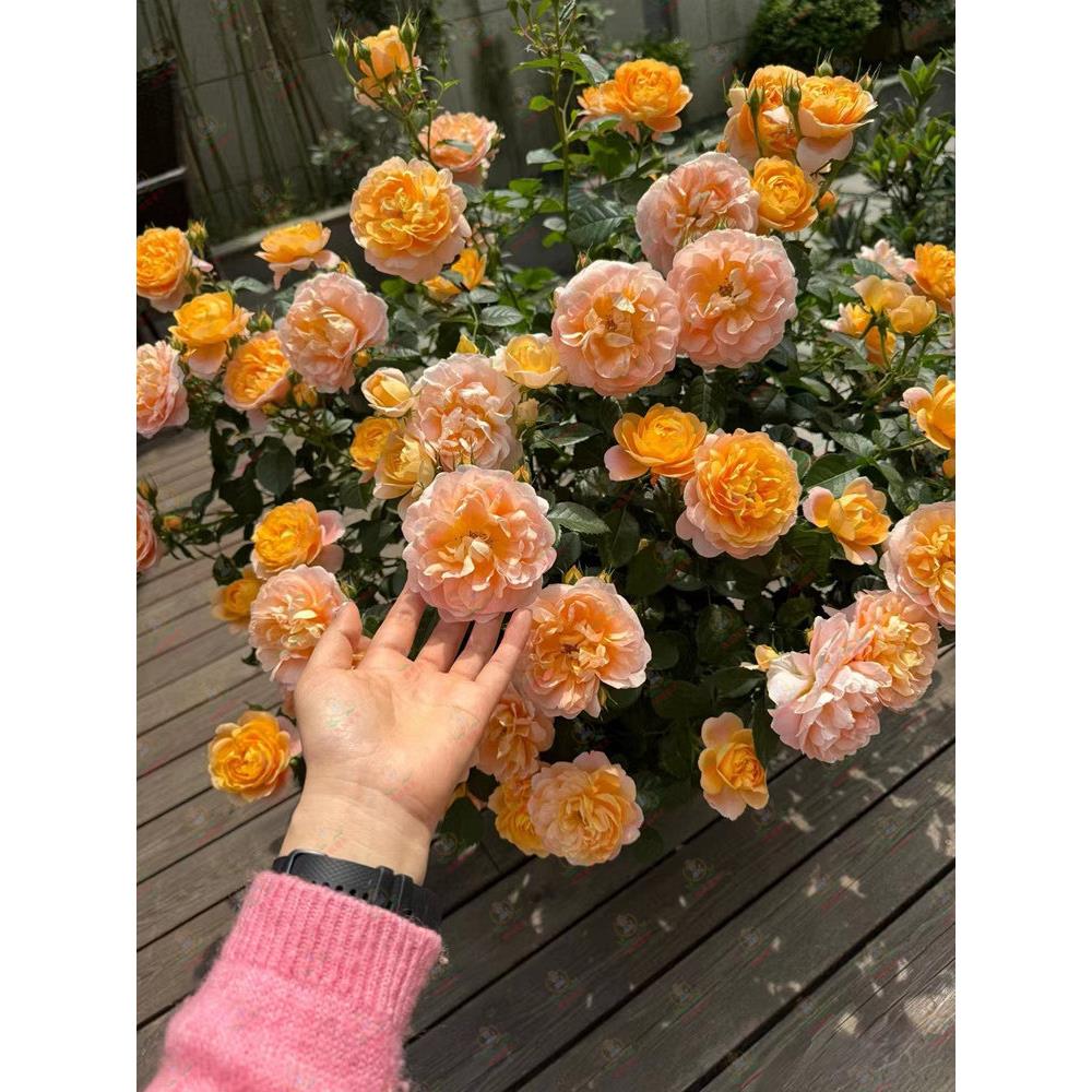 灌木月季果汁阳台玫瑰花盆栽花卉植物室内花庭院露台多季开花浓香