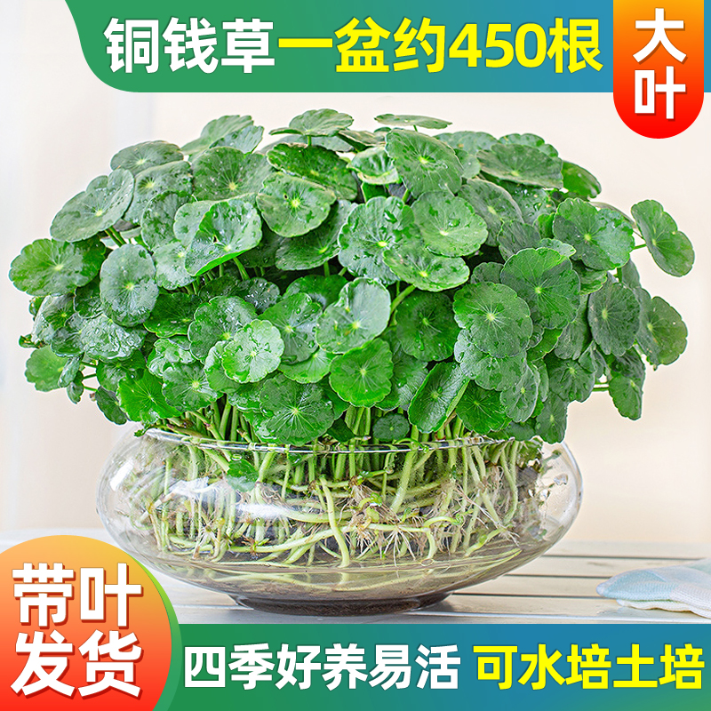 带叶铜钱草水培植物办公室内盆栽客厅桌面绿植花卉趣味水养金钱草