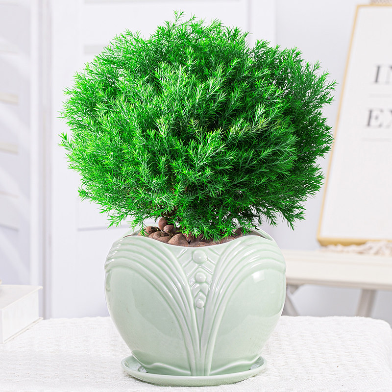 雾松盆栽室外阳台花卉植物四季常盆景青桌面雾凇喜阳盆景绿植