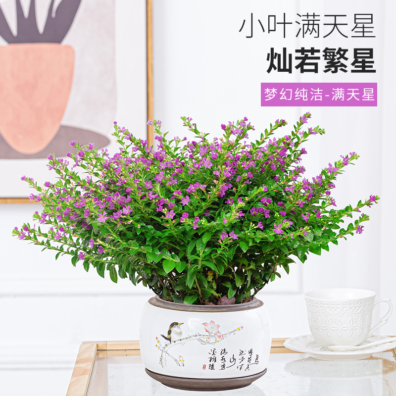 满天星盆栽室内客厅阳台四季开花盆景带花苞好养花卉盆栽观花植物