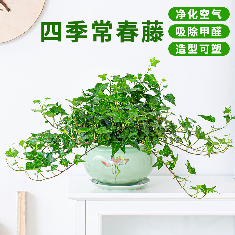 常春藤盆栽净化空气室内垂吊兰植物北欧风四季常青长青藤绿植
