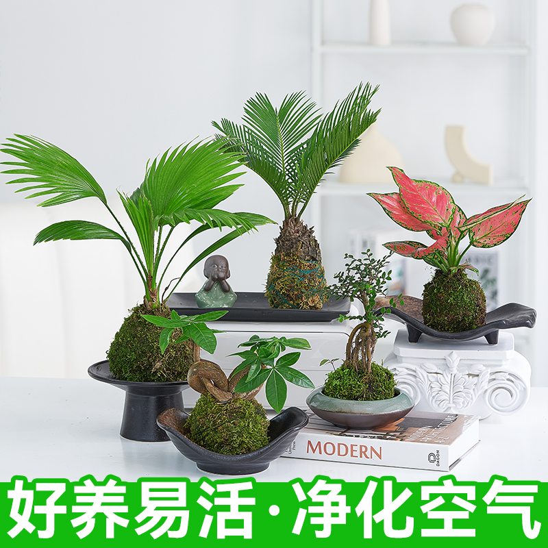 苔藓球植物办公桌面好养水培植物