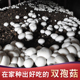 双孢菇蘑菇种植包家庭菌棒阳台种白蘑菇袋盆栽多肉菇好吃食用菌