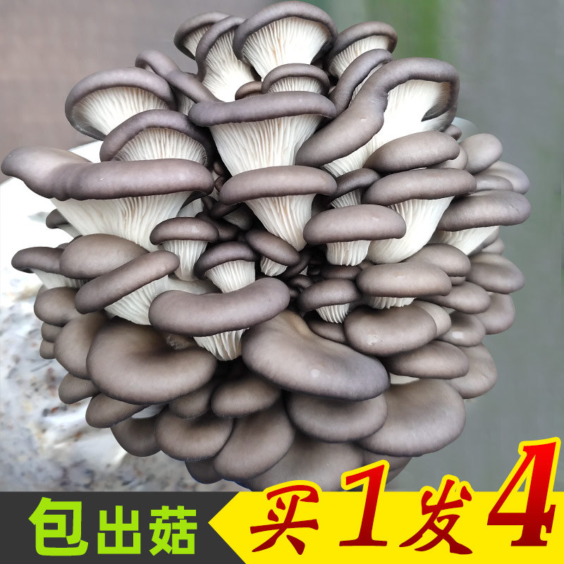 平菇蘑菇菌包菌棒阳台种植