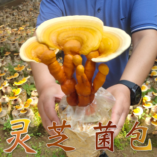 炫彩蘑盒网红趣味赤灵芝菌包盆栽食用菌棒蘑菇种植包家庭阳台客厅