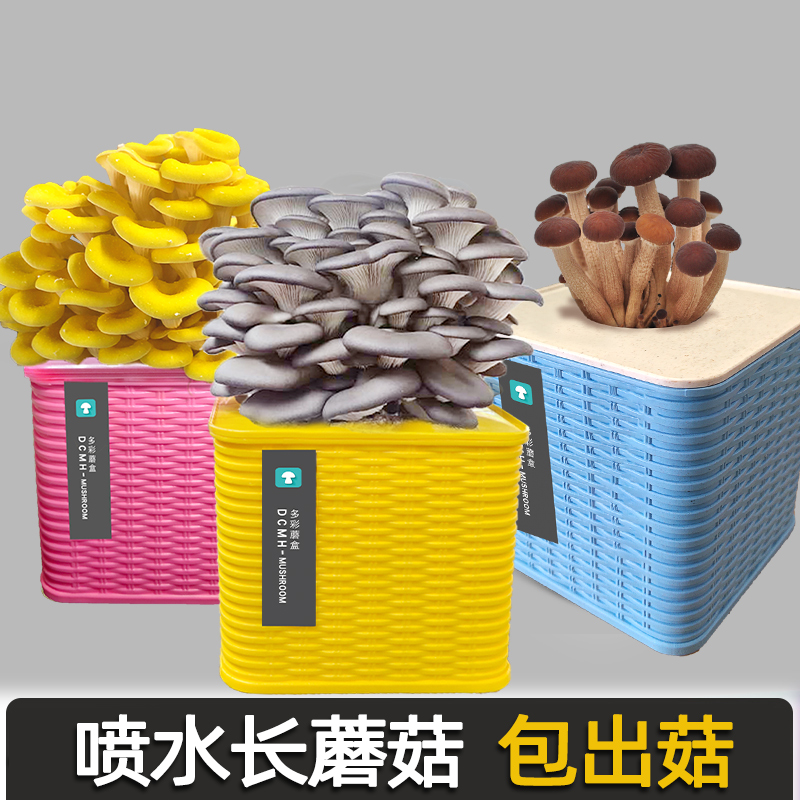 平菇种蘑菇菌包室内袋食用菌种