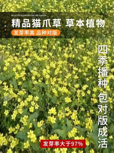 新采材 猫爪草种子猫爪草种籽 猫爪儿草子三散草盆栽