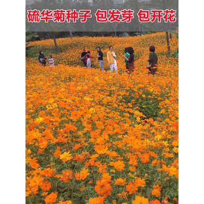 硫华菊花籽易活花种籽子四季播种开花硫化菊庭院室外黄秋英花种子