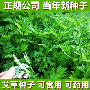 艾草种子食用药用驱蚊草艾叶种籽 大小叶艾蒿青蒿种植四季驱蚊