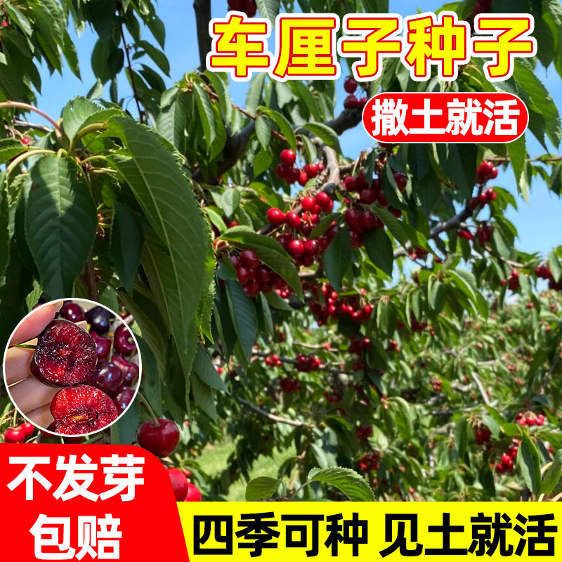 车厘子种子樱桃种子果树种子车厘子种子大樱桃南北均可种植