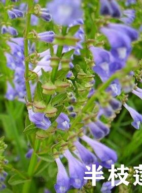 半枝莲苗半枝莲苗和种子方茎半支莲并头草苗牙刷草红叶韩信草