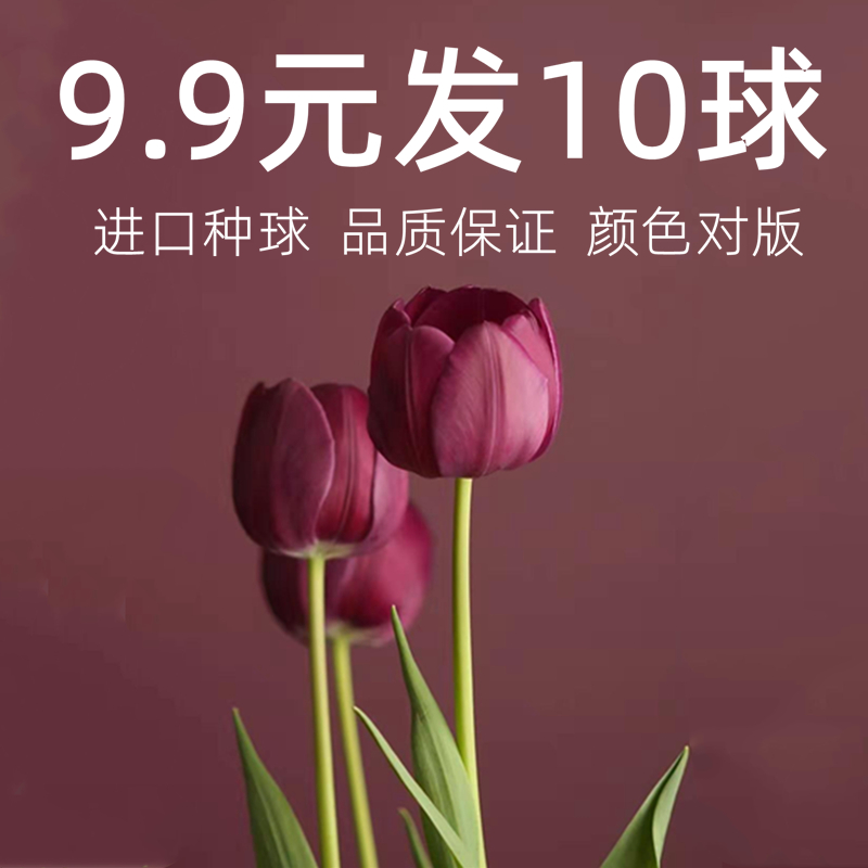 郁金香盆栽苗 价格 怎么样 图片 郁金香盆栽苗 价格 怎么样 图片