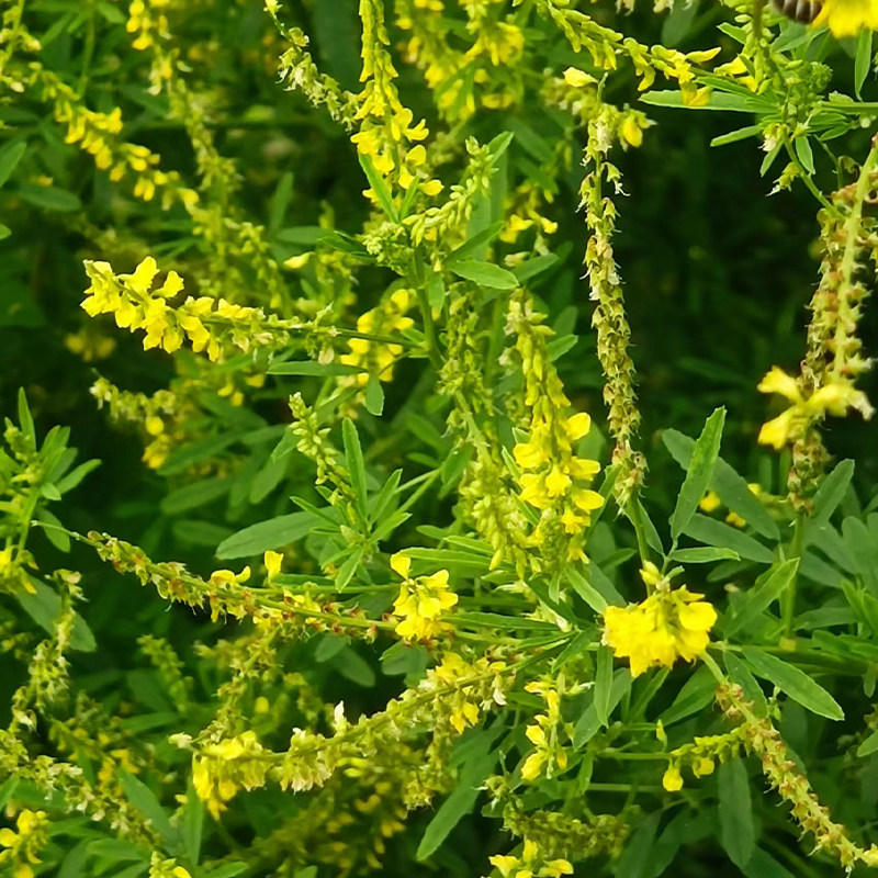 草木樨种子 草木犀 蜜源植物 黄花草 牧草型 绿肥 耐寒耐贫瘠草籽