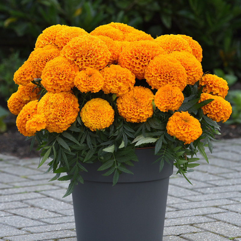 矮万寿菊种子 四季播种 春播花种子 室内阳台盆栽易种 植物花籽