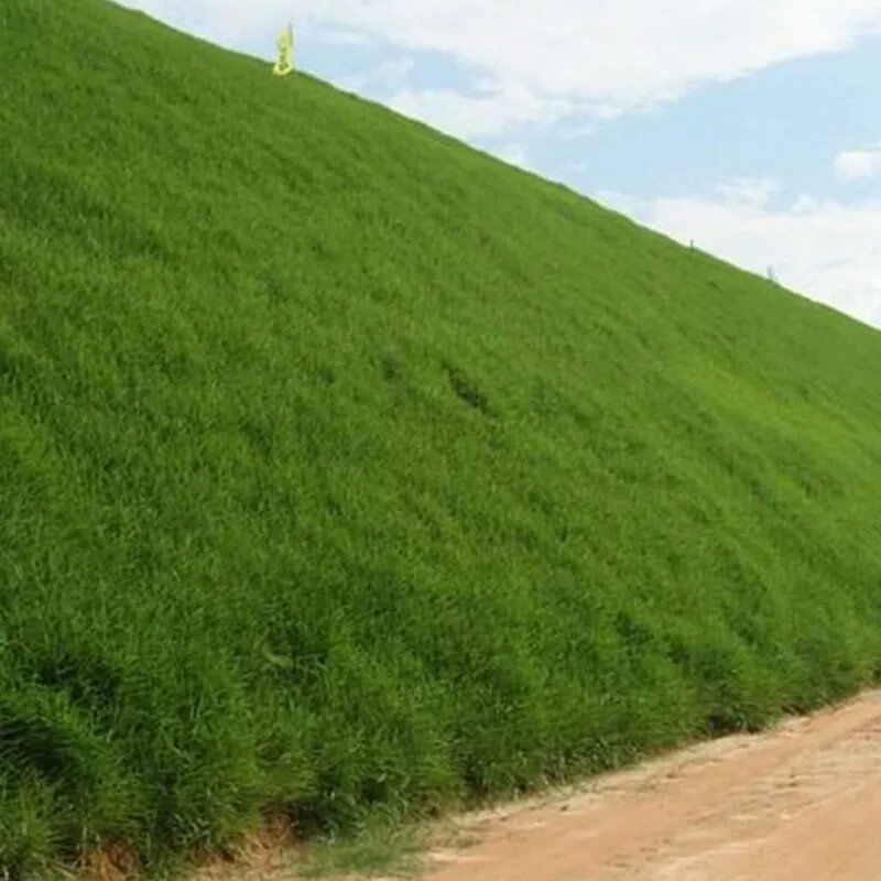 草坪种子护坡固土草籽耐热百慕大狗牙根巴根草牛筋草蟋蟀草铁线草