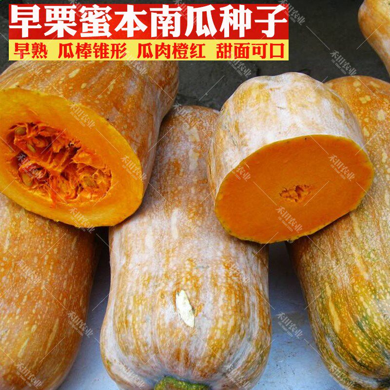 【蜜本南瓜种子】超好吃超甜特面 秘本密本南瓜种子蔬菜种狗头瓜