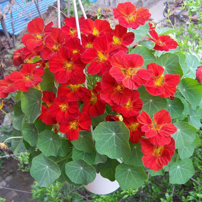 旱金莲种子易活花种籽子盆栽草花耐东花卉耐寒旱莲花籽旱荷花种植