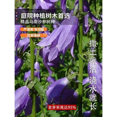 南沙参种子纯新产材种苗2022北沙参种籽冬季秋季党参种孑