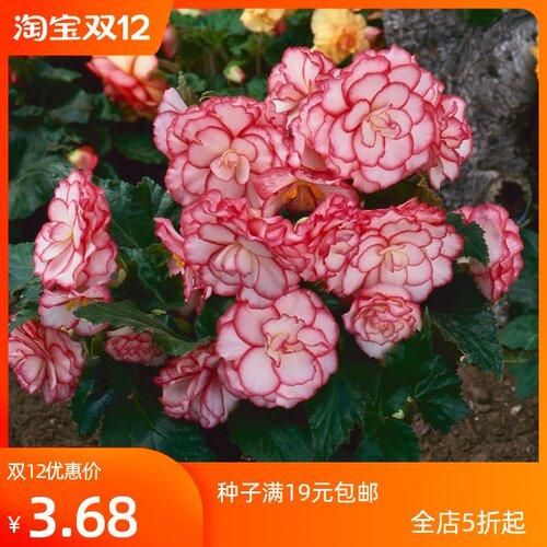 四季海棠花种子价格 四季海棠花种子图片 星期三