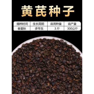 黄芪种子材内蒙黄芪种籽500克铁芪棉芪种植苗当归党参枸杞孑