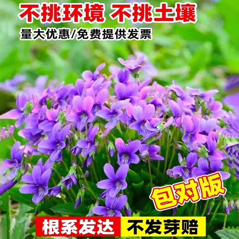 可种在草坪里花卉紫花地丁种子野堇菜花籽多年生耐阴地被护庭植物