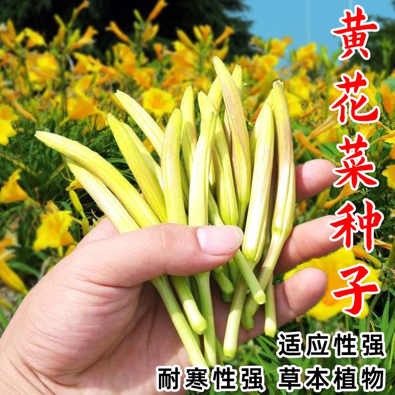 天然黄花菜种子食用黄