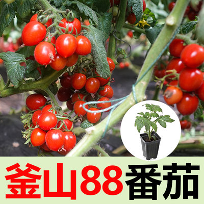 釜山88番茄苗超甜圣女果种子西红柿秧苗黄番茄白砂糖番茄种苗