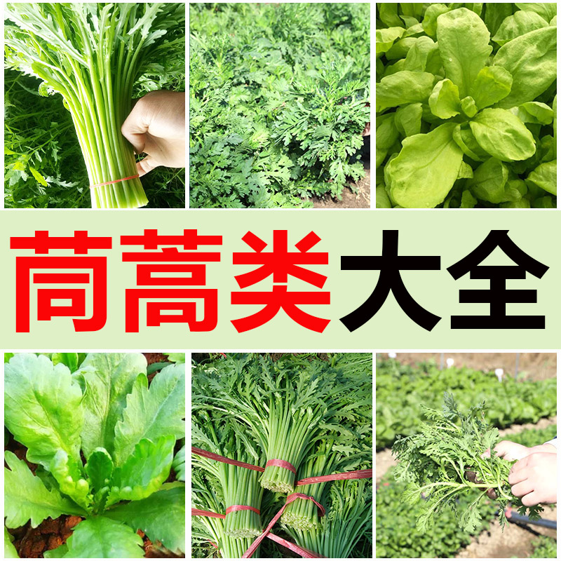 各种茼蒿种子大叶蒿菜籽四季种阳台盆栽蔬菜籽秋播小叶高杆皇帝菜-封面