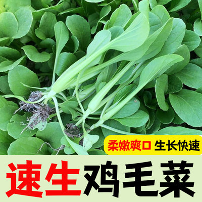 鸡毛菜种子种籽四季小白菜青菜油菜上海青18天阳台盆栽蔬菜蔬莱子