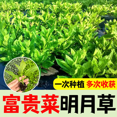 种苗盆栽草苗草草金绿植白菜明月基罗背菜尼菜菜鸡毛富贵降糖明月