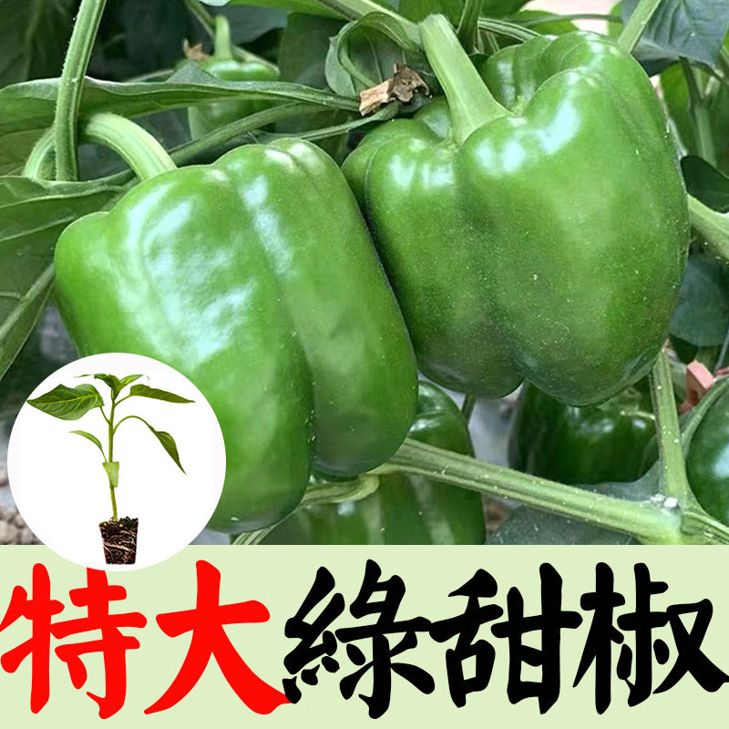 绿甜椒苗子甜椒大果菜椒辣椒苗圆椒早熟成活率高大棚菜园蔬菜种苗 鲜花速递/花卉仿真/绿植园艺 种苗/半成品盆栽 原图主图