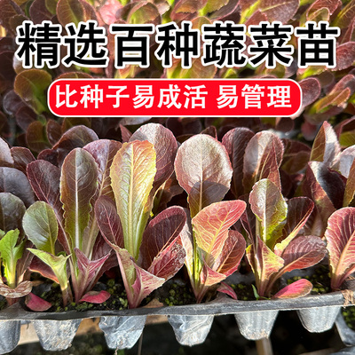 苗西葫芦苗盆栽蔬菜苗