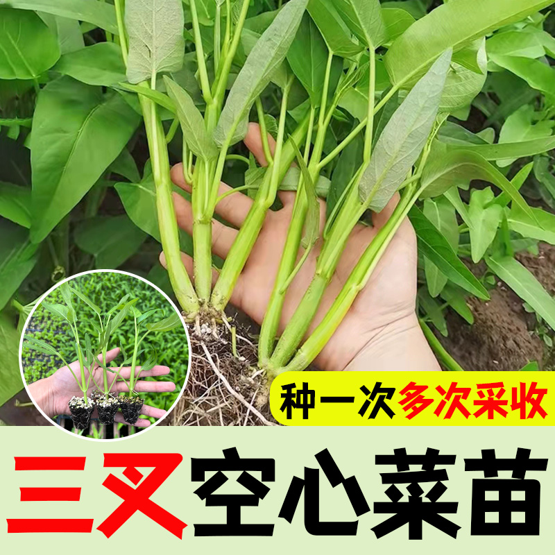 三叉菜空心菜苗子种苗子苗四李菜苗水上种植蔬菜菜秧菜种苗种带根