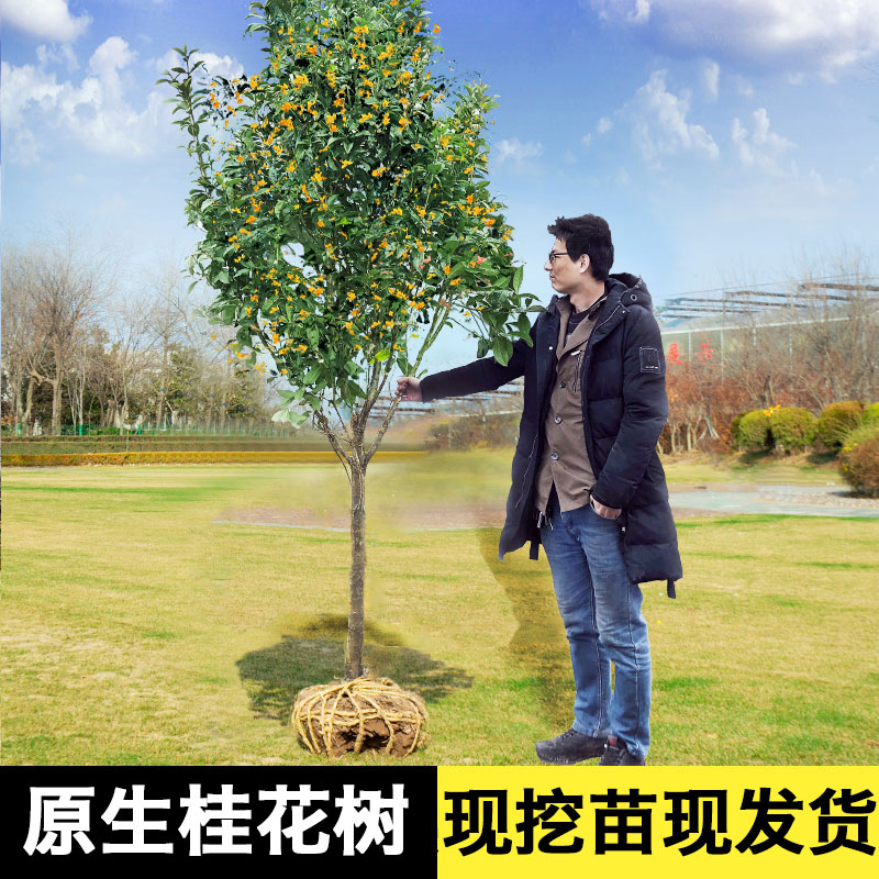 桂花树苗地栽四季桂花树大树苗金桂庭院浓香型丹桂盆栽室内盆景
