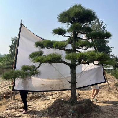 黑松造型树室外大型黑松树别墅公园庭院四季常青黑松大树苗迎客松