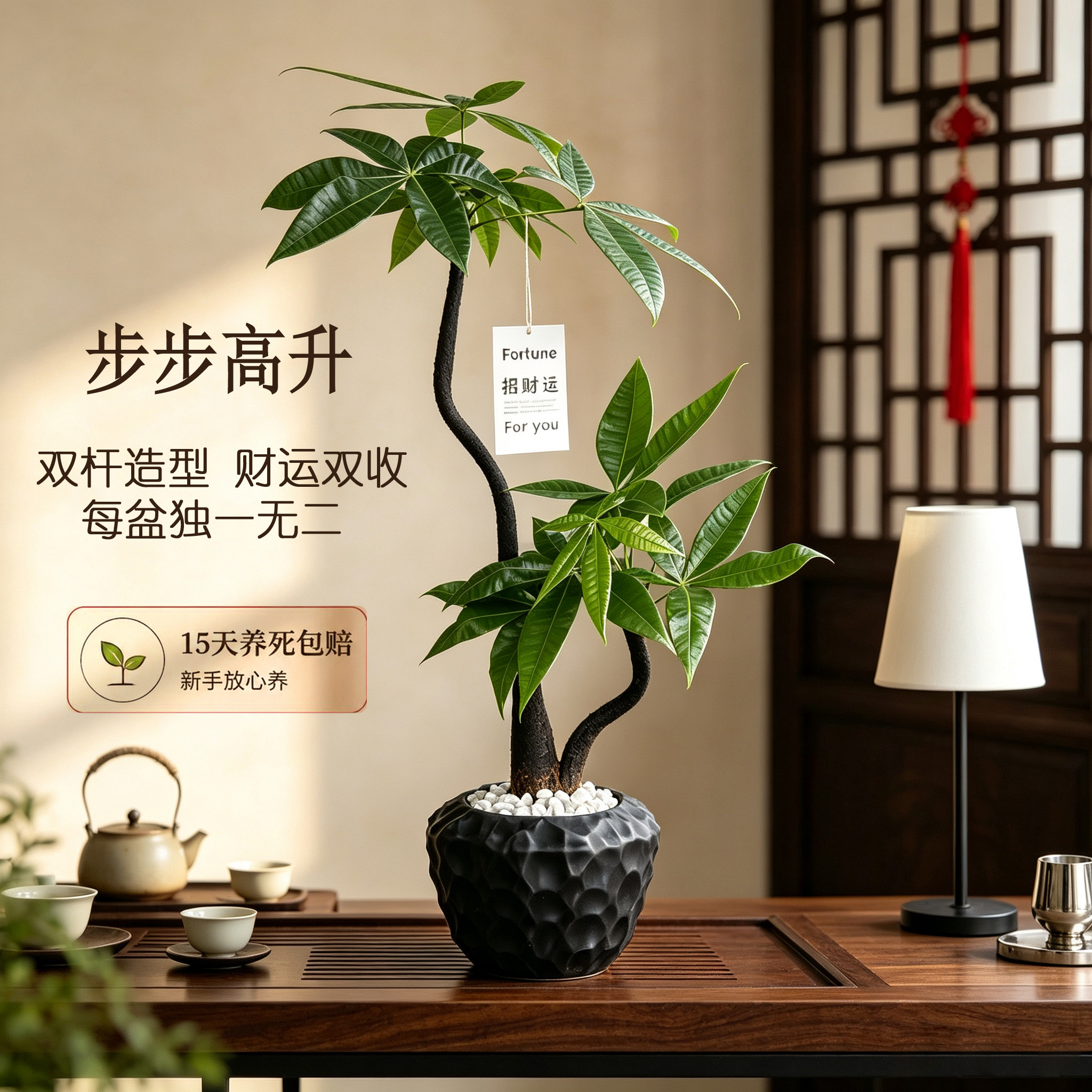 发财树小盆栽绿植植物桌面办公室