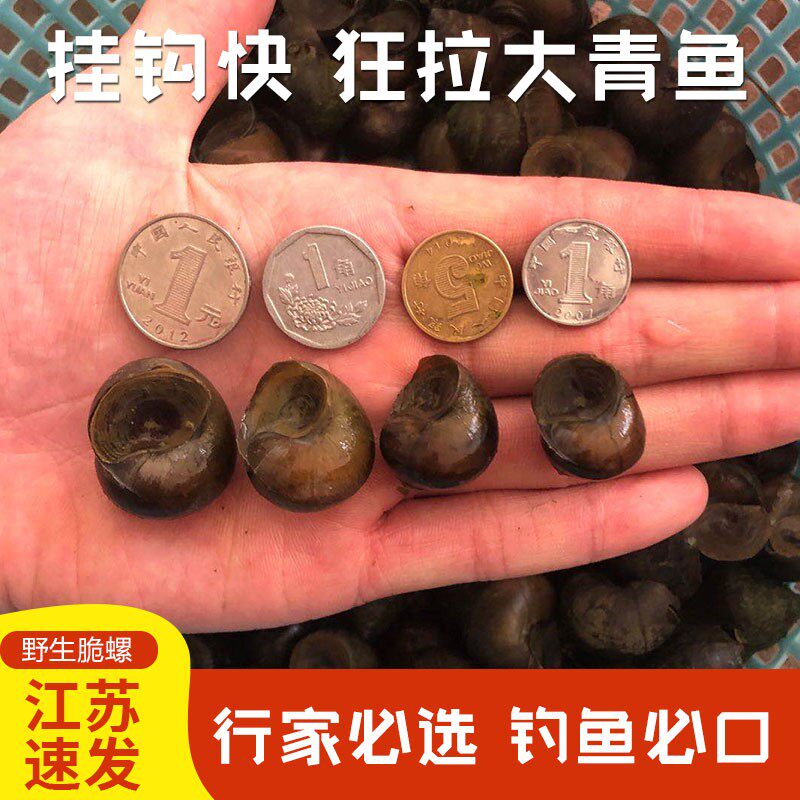 脆螺青鱼鱼饵薄壳脆螺钓鱼黑鲩青鱼饵料田螺石螺打窝脆皮螺