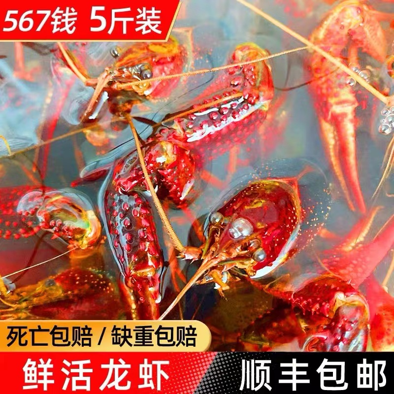 顺丰包邮567钱小龙虾5斤 红壳虾清水虾稻田虾活虾