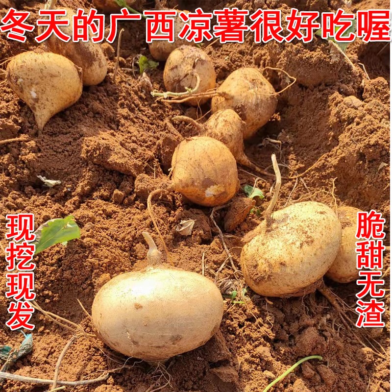 冬季凉薯新鲜现挖2021年广西农家自种白地瓜沙葛即食蔬菜脆甜水果